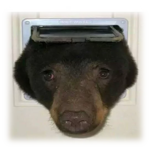 🐻 Стикер «Facchia» для Telegram