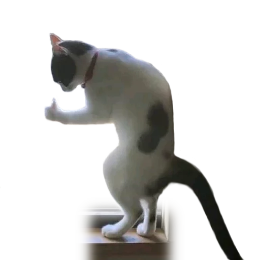 👍 Стикер «Facchia» для Telegram