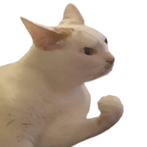 😾 Стикер «Facchia» для Telegram