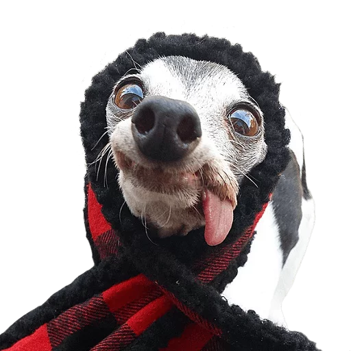 😋 Стикер «Facchia» для Telegram