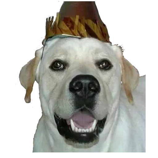 🐶 Стикер «Facchia» для Telegram