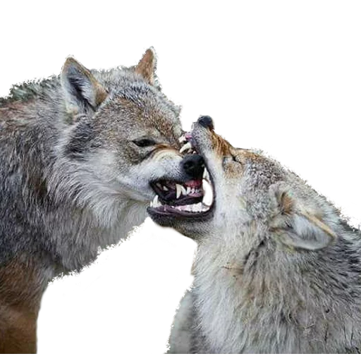 💏 Стикер «Facchia» для Telegram