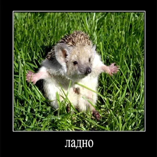 🦔 Стикер «... by Ши3іК» для Telegram