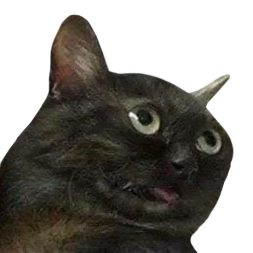 🐱 Стикер «... by Ши3іК» для Telegram