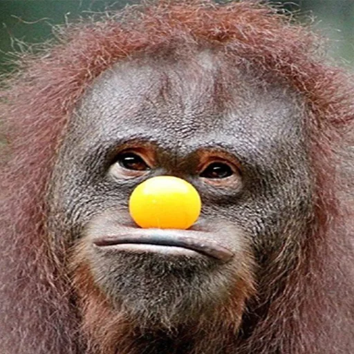 🐵 Стикер «... by Ши3іК» для Telegram
