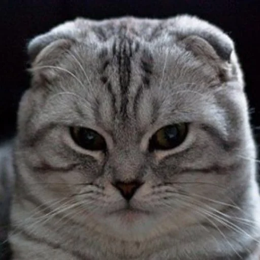 😞 Стикер «... by Ши3іК» для Telegram