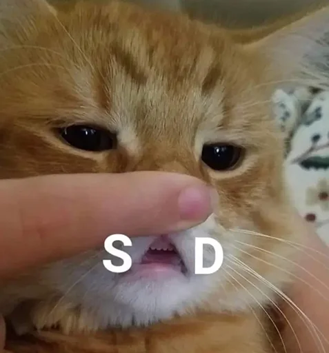 😢 Стикер «Halp» для Telegram
