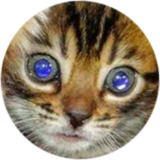 😦 Стикер «Halp» для Telegram