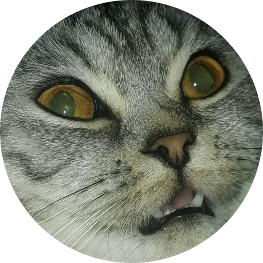 😳 Стикер «Halp» для Telegram