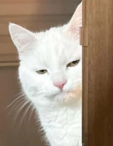 😐 Стикер «Halp» для Telegram