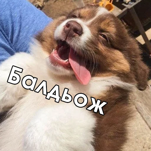 🤪 Стикер «Файні звірятка №2» для Telegram