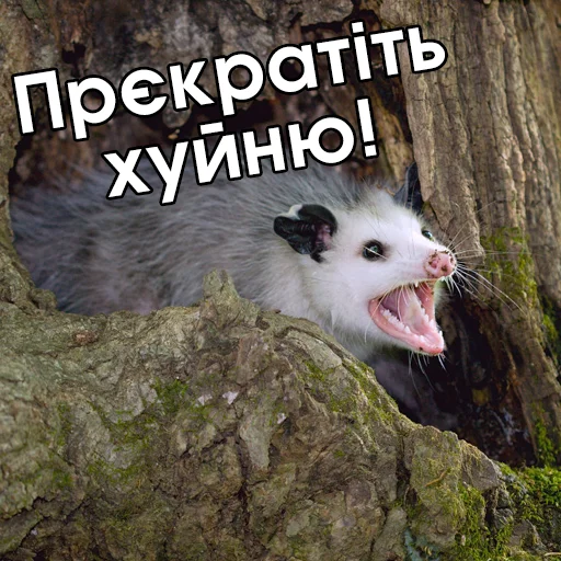 😡 Стикер «Файні звірятка №2» для Telegram