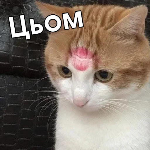 😘 Стикер «Файні звірятка №2» для Telegram