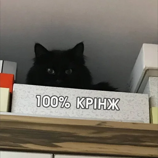 🥴 Стикер «Файні звірятка №2» для Telegram