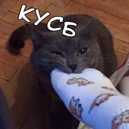 😘 Стикер «Файні звірятка №2» для Telegram