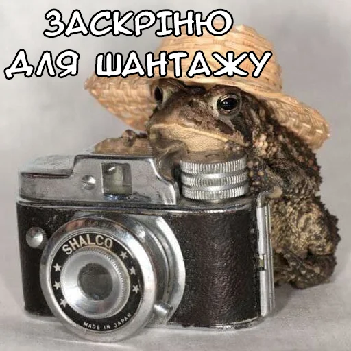 😬 Стикер «Файні звірятка №2» для Telegram