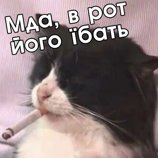 😓 Стикер «Файні звірятка №2» для Telegram