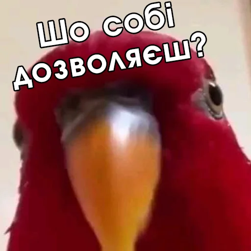 😠 Стикер «Файні звірятка №2» для Telegram