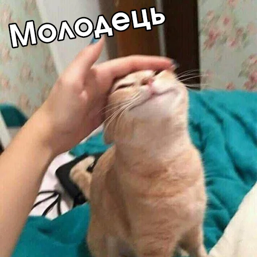😌 Стикер «Файні звірятка №2» для Telegram