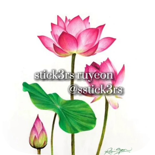 💐 Стикер «Jisoo» для Telegram