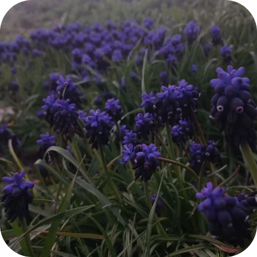 💜 Стикер «Faity fox» для Telegram