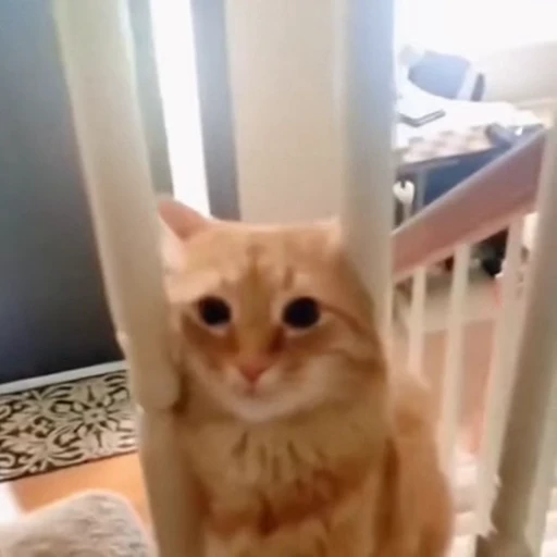 🐈 Стикер «Факапы и мемы с животными» для Telegram