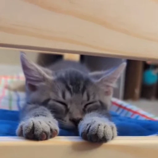 🐈 Стикер «Факапы и мемы с животными» для Telegram