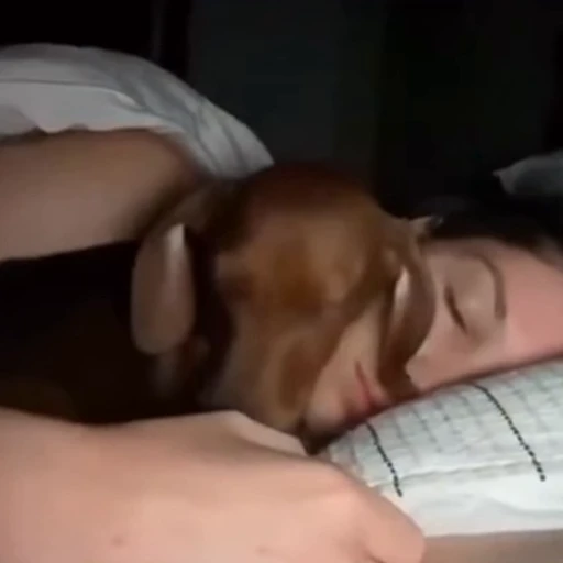 🐕‍🦺 Стикер «Факапы и мемы с животными» для Telegram