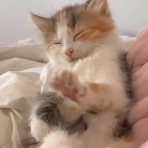 🐈 Стикер «Факапы и мемы с животными» для Telegram