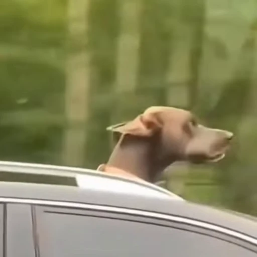 🐕‍🦺 Стикер «Факапы и мемы с животными» для Telegram