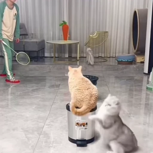 🐈 Стикер «Факапы и мемы с животными» для Telegram