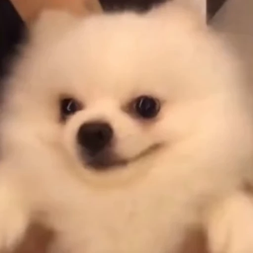 🐩 Стикер «Факапы и мемы с животными» для Telegram