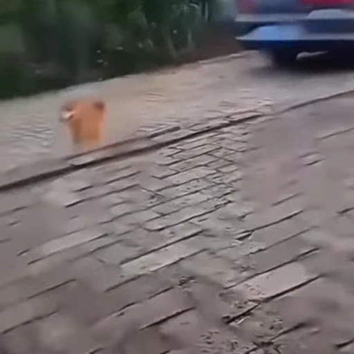 🐕‍🦺 Стикер «Факапы и мемы с животными» для Telegram