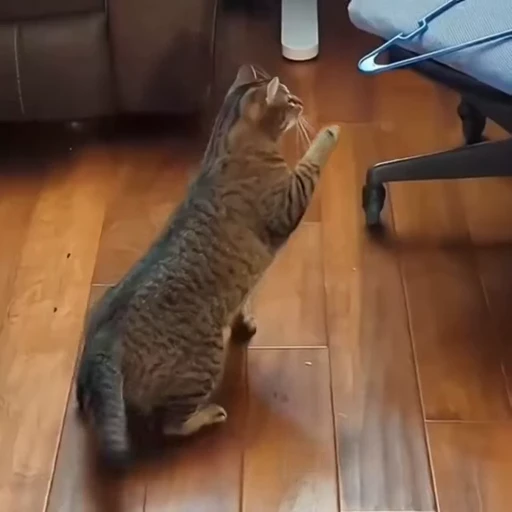 🐈 Стикер «Факапы и мемы с животными» для Telegram