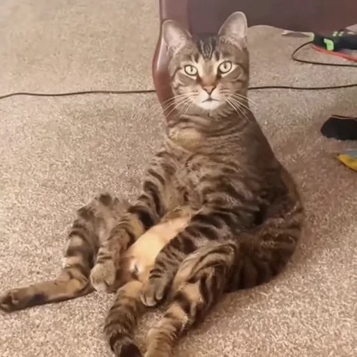 🐈 Стикер «Факапы и мемы с животными» для Telegram