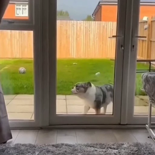 🐕‍🦺 Стикер «Факапы и мемы с животными» для Telegram
