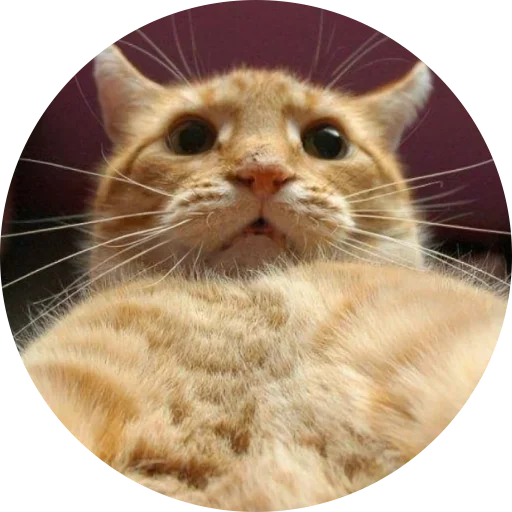 🙀 Стикер «Fake Circle» для Telegram