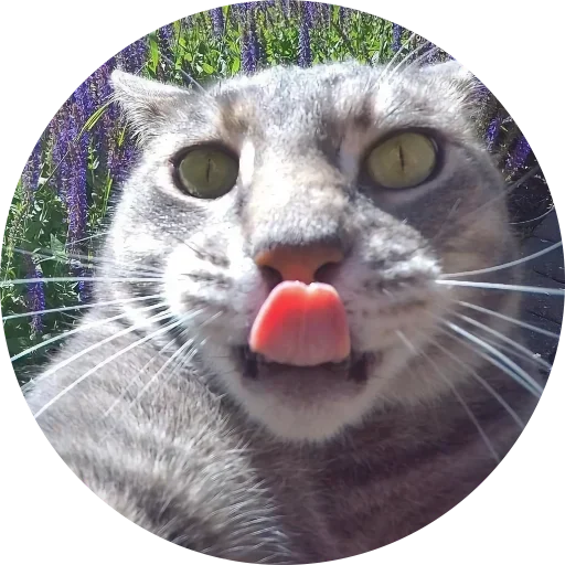 😸 Стикер «Fake Circle» для Telegram