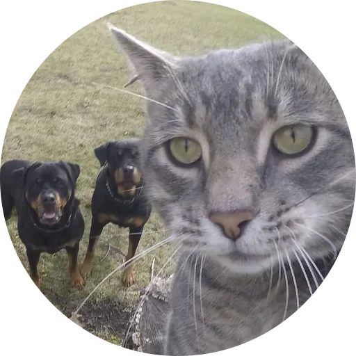 😼 Стикер «Fake Circle» для Telegram