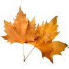 🍁 Эмодзи «⠀ ⠀ ⠀Осенний вайб» для Telegram