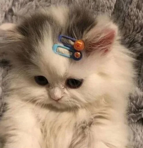 🥺 Стикер «فاااراااااحححح» для Telegram