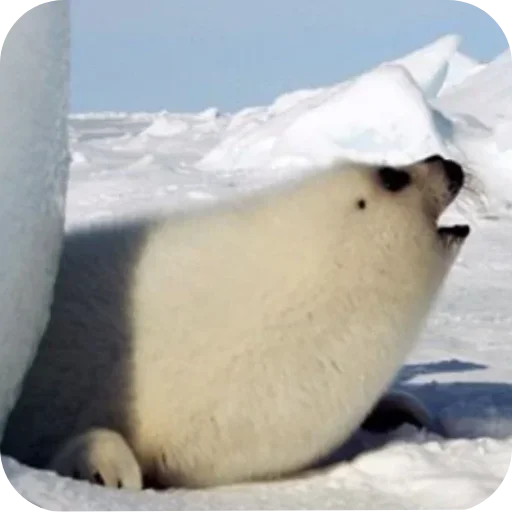🌟 Стикер «ТЮЛЕНИ» для Telegram
