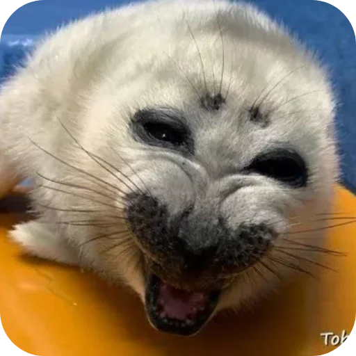 🌟 Стикер «ТЮЛЕНИ» для Telegram