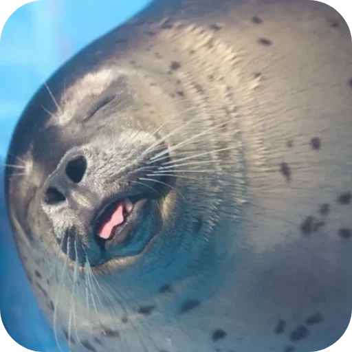 🌟 Стикер «ТЮЛЕНИ» для Telegram
