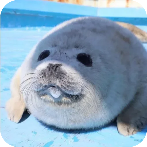 🌟 Стикер «ТЮЛЕНИ» для Telegram