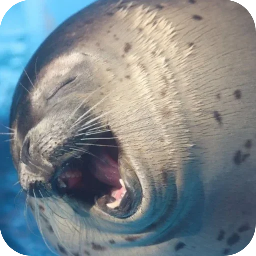 🌟 Стикер «ТЮЛЕНИ» для Telegram