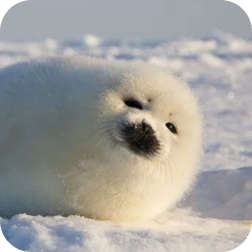🌟 Стикер «ТЮЛЕНИ» для Telegram