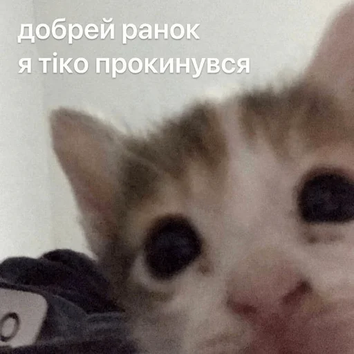 ☀️ Стикер «My fav stickers» для Telegram