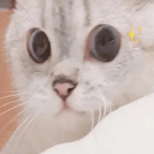 😼 Стикер «My fav stickers» для Telegram