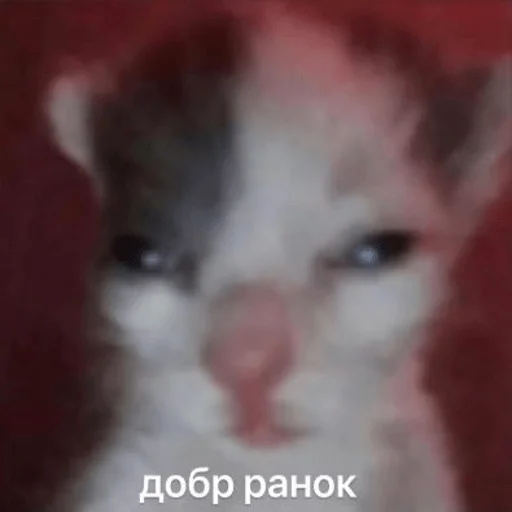 ☀️ Стикер «My fav stickers» для Telegram